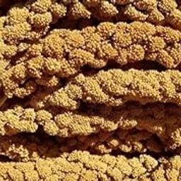 Bird Food for All Birds Foxtail millets/panchi/Pakshi/Parrot Big and Small Old and Adult for All Birds 200 gm-picture-21