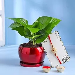 FlowerAura Raksha Bandhan Celebrations Elegant Kundan Rakhi With Air Purifying Live Indoor Green Money Plant In Metal Pot - Rakhi for Brother, Bhai, Cousins & Raksha Bandhan Gift-image-70