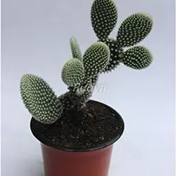 Gladioli Farm, Opintia microdasys albispina/Bunny's Ear (live cactus)-picture-21