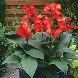 Canna lily Imported Flower Bulbs Indoor & outdoor Flower bulbs Pack of 5 (Red)-image-68