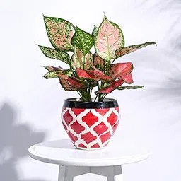 UGAOO Apple Ceramic Pot - Big (Rose Red)-picture-11