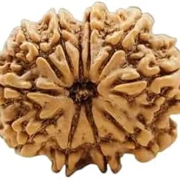 NEXG Astrological Das Mukhi Rudraksha AAA+++ Quality 10 Mukhi Rudraksha Original Certified Nepali Bead 10 Face Rudraksha with Silver Pendant Ten Faced Rudraksha for Unisex दस मुखी रुद्राक्ष-picture-10