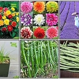 Creative Farmer Garden Seeds Combo Herb Seeds & Vegetable Seeds : Chilly, Cowpea (Anaswara), Dahlia -Dwarf, Dahlia -Pompon, Lavender, Garlic Chives For Gardening-image-65