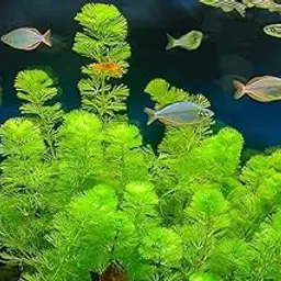 Fern live plant Pack of 7-picture-25