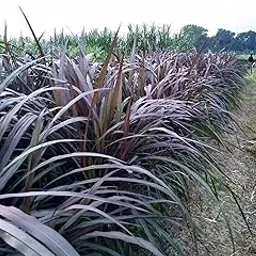 Red napier grass stick,100% germination (100 sticks)-image-9