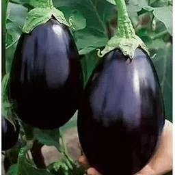 generic Brinjal Banarasi Giant Vegetable Seeds (Pack of 200+Seed)-picture-23