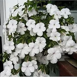 Live Green Achimenes Flower Bulbs for Summer Season - Set of 10 Bulbs (White)-image-58