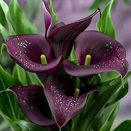 DUYZGRO® Imported Calla lily Flower Bulbs for Home Gardening Pack of 1 bulb (BLACKISH PURPLE)-picture-11