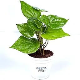GEETA BIOTECH Magai Paan (Betel Leaf) Plant - Easy-to-Grow Indoor/Outdoor Herb-picture-29