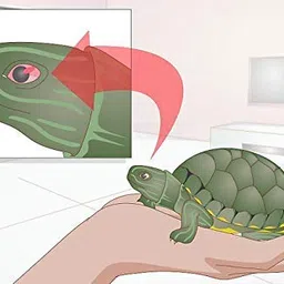 Pet Care International (PCI) Turtle i-Care Eye Drop for Swollen, Inflamed and Infected Eye Care of Healthy Turtle Healthcare (30ml) image 4