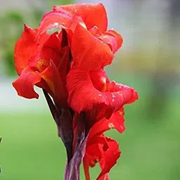 radha krishna agriculture Radha Krishna Agriculture™ Imported Excellent Quality Mix Colour Canna Lily, Canna indica Flower Bulbs for Home Outdoor Gardening Plants Flowering Bulbs (Pack Of 2) image 5