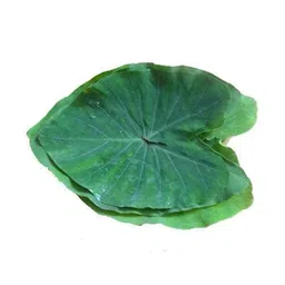 Fresh Organic Colocasia Leaf, 10 Pcs image 2
