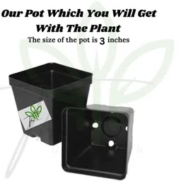 generic The Green Beach Live Original Live Black Vine Sweet Potato Outdoor Gardening Vegetable Plant With Black Plastic Nursery Pot image 5