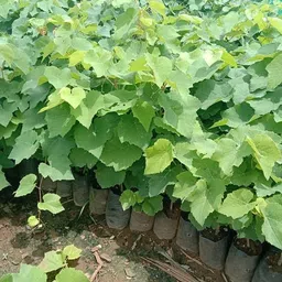 Bahan Traders Seedless Sweet Green Grape Fruit Air Layered plant, Angoor Plant "Special Long Variety" (Produce fruit in 1 Year) image 5