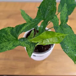 little jungle syngonium (Mojito) image 1