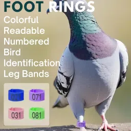 SANSEFERO 100 Pcs Birds Leg Ring for Pigeons & Other Birds Numbered Bird Rings for Spotting Poultry Leg Bands Spotting Bird Rings (Pigeon Rings) image 3