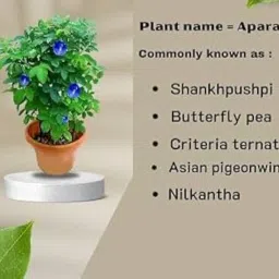 Live blue Aparajita Flower Climber Butterfly Pea Asian Pigeonwings Clitoria Ternatea Live Plant For Herbal and Medicinal Uses with Suitable Pot (Pack Of 1) image 3