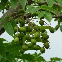 Live Amra Fruit Plant, Tropical Hog Plum Tree, Vitamin Rich Fruits for Terrace Garden, Hardy Grower (1 Healthy Live Plant) image 5