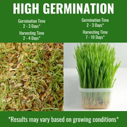 Wheatgrass Seeds 800g | Organic, Non-GMO, Fast Growing Seeds for Juice, Detox, Microgreens & Pets | Cat-Friendly | High Nutrition Green Superfood | Easy to Grow at Home | Free Growing Guide Included image 3