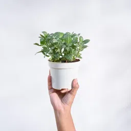 UGAOO Fittonia Green Nerve Live Plant With Grow Pot image 2