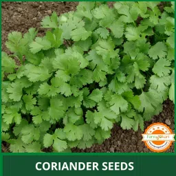 Farmgokart ~ 100 Grams - Planting seeds - Coriander Split | for Home Gardening, Open Farming and Poly House Farming image 2