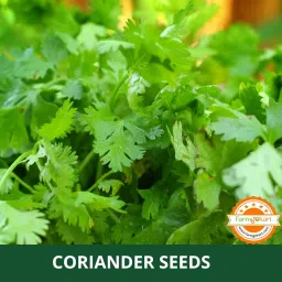 Farmgokart ~ 100 Grams - Planting seeds - Coriander Split | for Home Gardening, Open Farming and Poly House Farming image 3