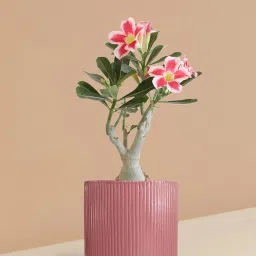 Live Adenium Bonsai Plant With Colourful Flowers - Desert Rose Bonsai Tree Pack Of 1 image 2