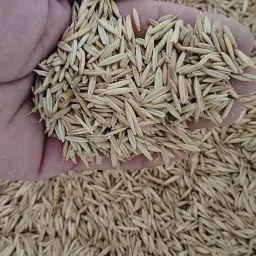 Hybrid Malai Makhan Grass Seeds, 1 KG image 1