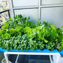 Hydroponic Nutrients– 2 Part, Hydroponic nutrients, Liquid Mixture, Makes 250 Liter hydroponic Solution, Complete Plant Nutrition for Leafy Greens and Fruiting Plants. image 2