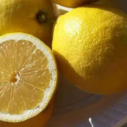 Thai Seedlees Lemon Hybrid all season Air Layering Original Plant Height 1-1.5 ft image 1