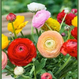 Plantogallery Persian Buttercup Ranunculus Bulbs - Pack Of 10 Bulbs (Mixed) image 1