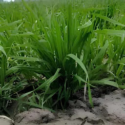 DG 09 Israel Wheat (गेहूँ) Seeds 1kg, All India Suitable, High Yielding Variety-40+ Quintal/Acre image 3