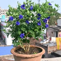 Live blue Aparajita Flower Climber Butterfly Pea Asian Pigeonwings Clitoria Ternatea Live Plant For Herbal and Medicinal Uses with Suitable Pot (Pack Of 1) image 4