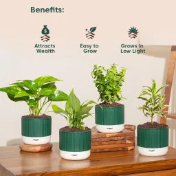 Kyari Combo of 4 Indoor Plants – Jade, Peace Lily, Song of India, Money Variegated with Green Self-Watering Mylo Pot – 3.5 Inch image 5