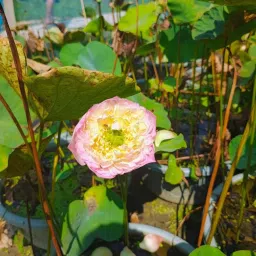 Hybrid Lotus Tuber Plant, Pink and White Double Blooms image 1
