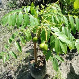 Live Amra Fruit Plant, Tropical Hog Plum Tree, Vitamin Rich Fruits for Terrace Garden, Hardy Grower (1 Healthy Live Plant) image 4