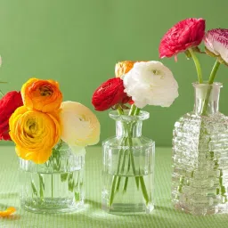 Plantogallery Persian Buttercup Ranunculus Bulbs - Pack Of 10 Bulbs (Mixed) image 2