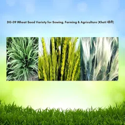 DG 09 Israel Wheat (गेहूँ) Seeds 1kg, All India Suitable, High Yielding Variety-40+ Quintal/Acre image 2