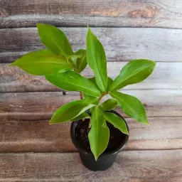 GREEN URBAN Costus Igneus Live Insulin Plant for Diabetes Treatment, Medicinal Plant with Vitamin C, E and Antioxidants, Natural Glucose Management (Pack Of 1) A_4 image 2