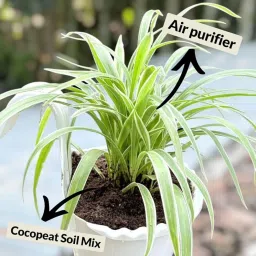 Spider Plant Live | For Balcony Kitchen Desk Decor || With Side Hanging Pot | Pack of 1 image 2