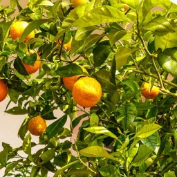 MANISHA'S DAFFODILES Nagpur Mandarin Orange Tree Sapling, Sweet Juicy Fruits, Grafted Plant in Grow Bag image 4