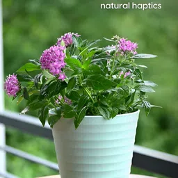 eha Green 6 Pieces Textured Planter With Holder image 4