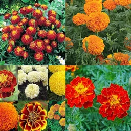 ibains Marigold seeds mixed pack of 51 Seed image 4