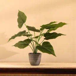 Elemntl Green Core-picture-13