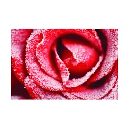 Inephos Red & White Floral And Botanical Printed Canvas Wall Art-image-16