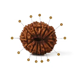 Gemsmantra Brown Wooden 13 Mukhi Rudraksha Nepali With Pendant image 3