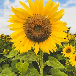 Sunflower Miniature Summer Flower Seed-image-52