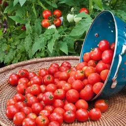 deys agro ™ Super Yield Hybrid Tomato Seeds Perfect for Organic Gardening Seed-picture-14