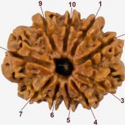 haridwarr 10 Mukhi Rudraksha Original and Natural with Lab Report Silver Wood Pendant Wood Locket image 2