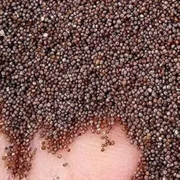 bee garden Petunia F1 Hybrid Mixed High Germination Rate | Flower Seeds for Home Garden Seed image 4